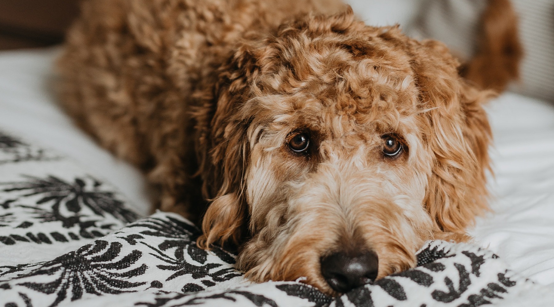 Pet friendly community